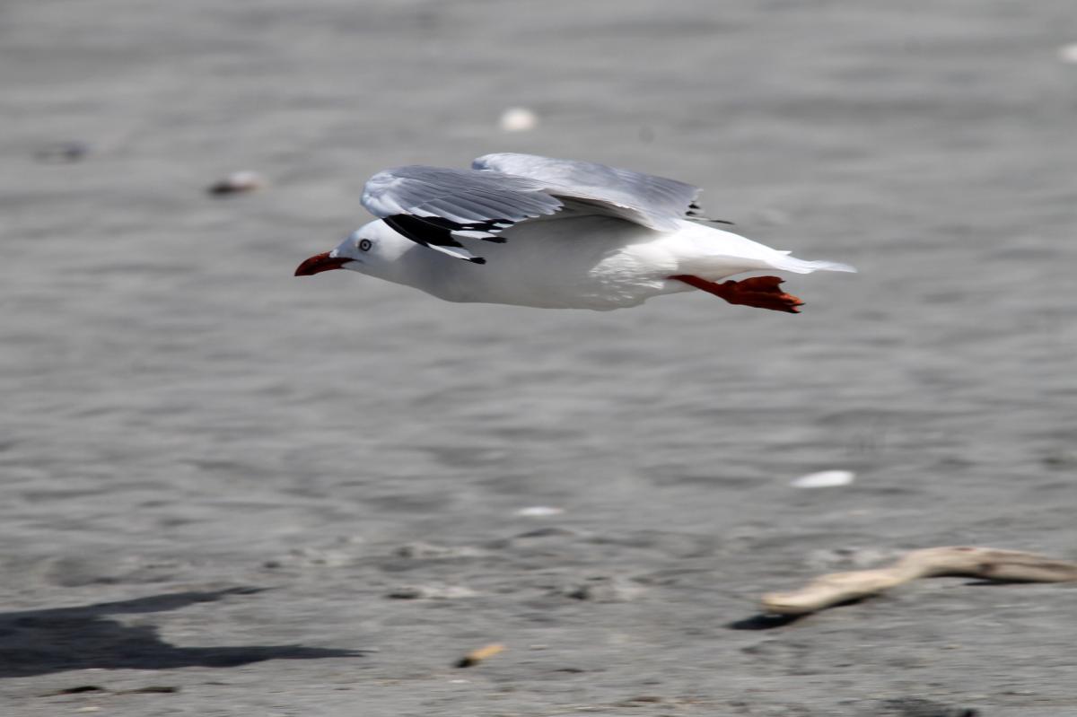 Red-billed Gull (Red-billed Gull), Seal Colony Road, Cape Foulwind, West Coast, New Zealand, 2014-03-11 Red-billed Gull (Red-billed Gull)